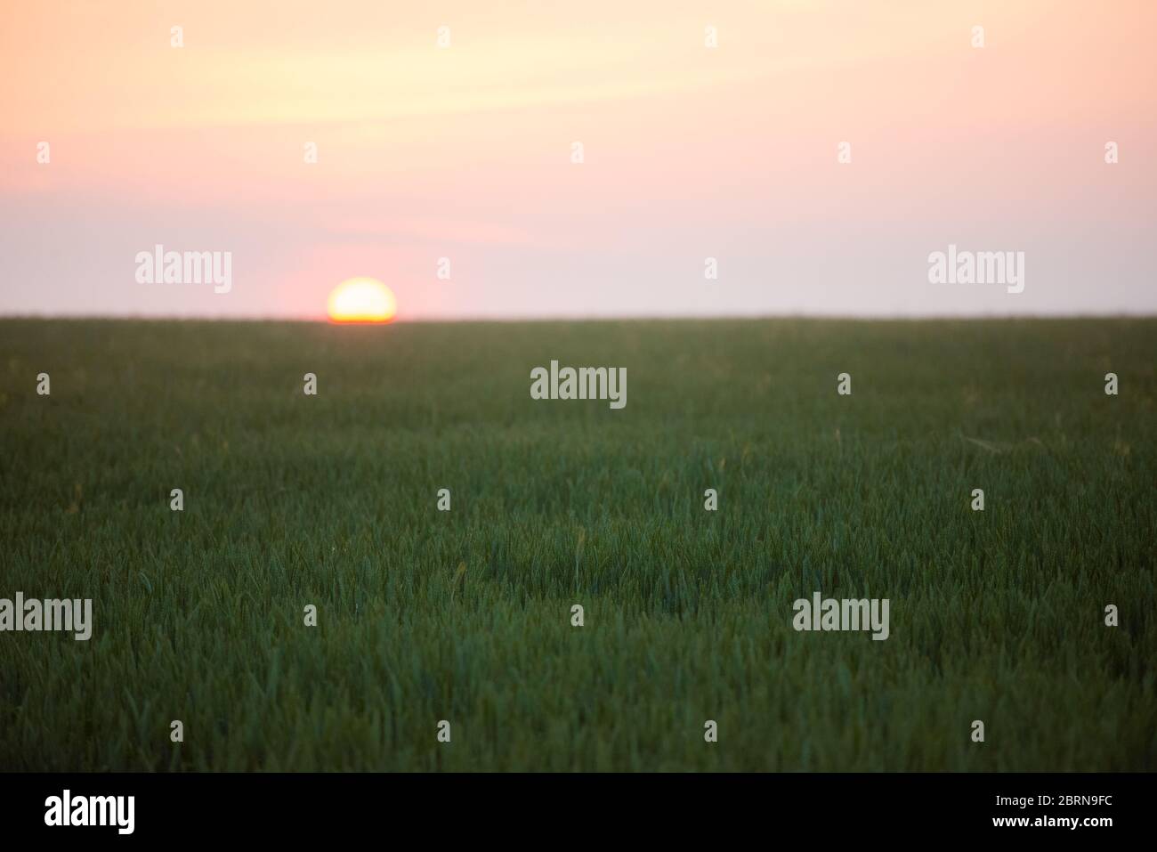 Alba su un campo di grano. Grano giovane nel mese di giugno. Un mare verde di erba nei primi raggi del sole. Foto Stock