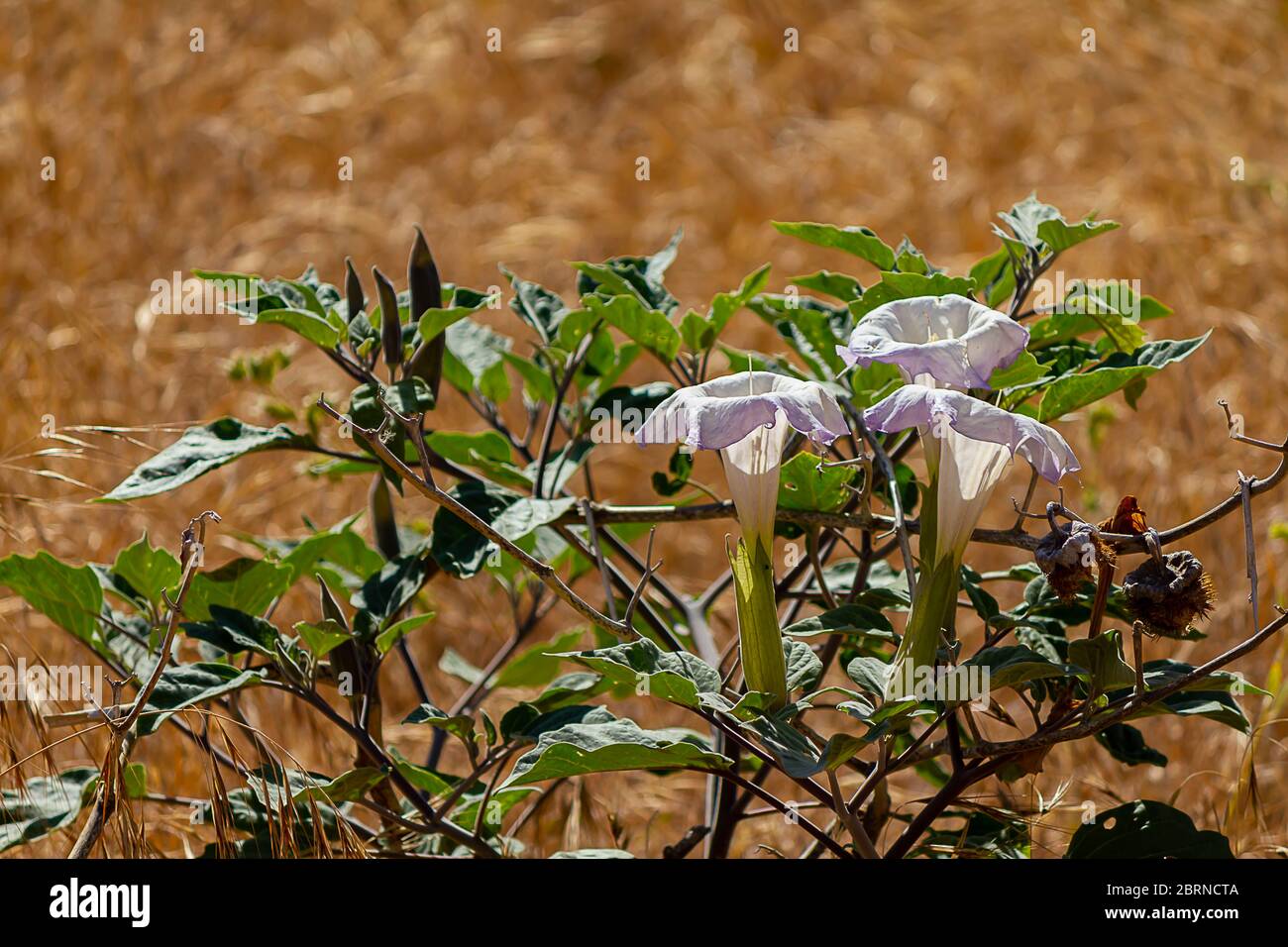 grande fiore tromba bianco con foglie e gemme che si gonfano con avena selvatica Foto Stock
