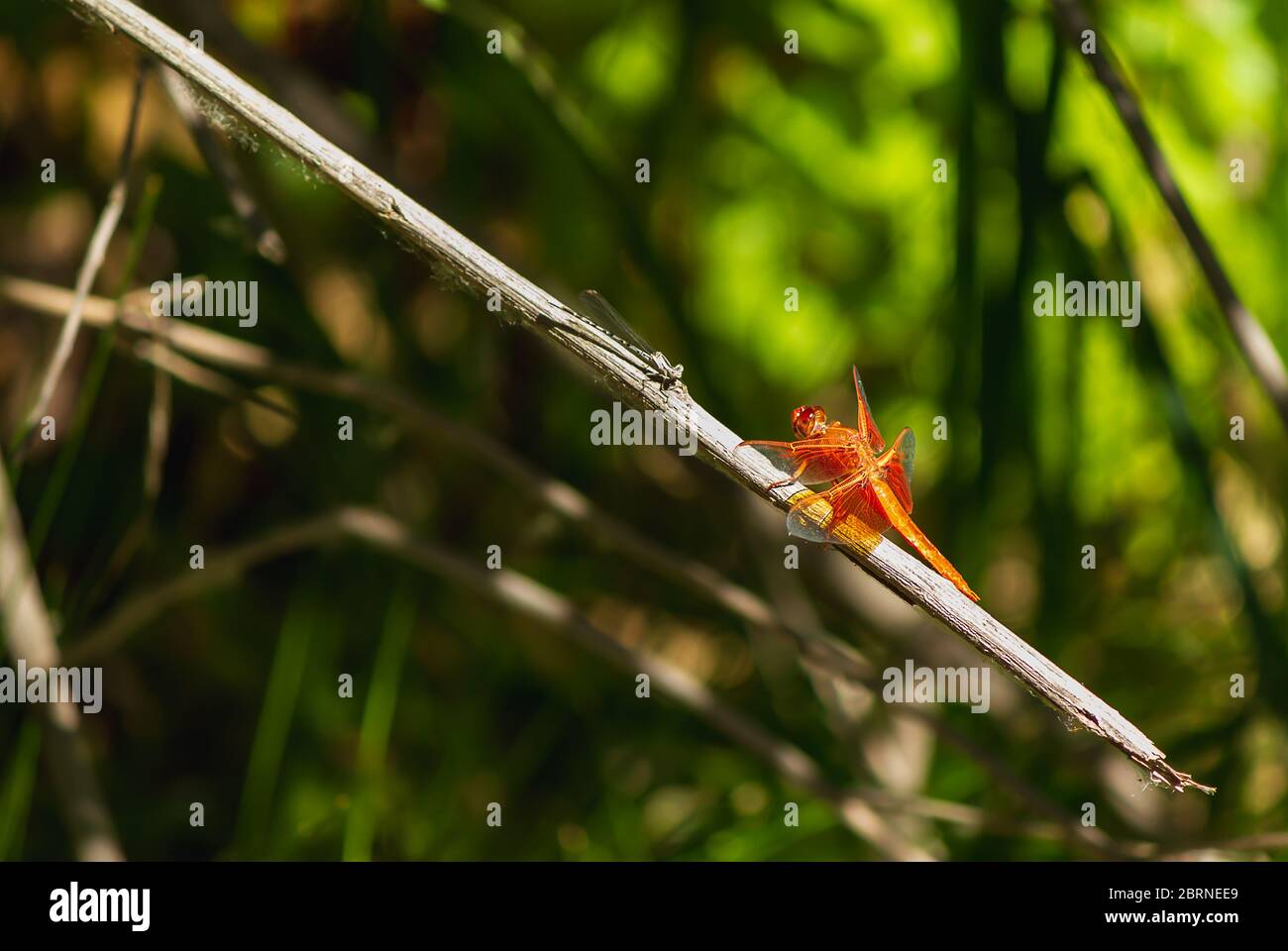 due dragonflies uno rosso l'altro nero trasparente rivolto verso l'alto Foto Stock
