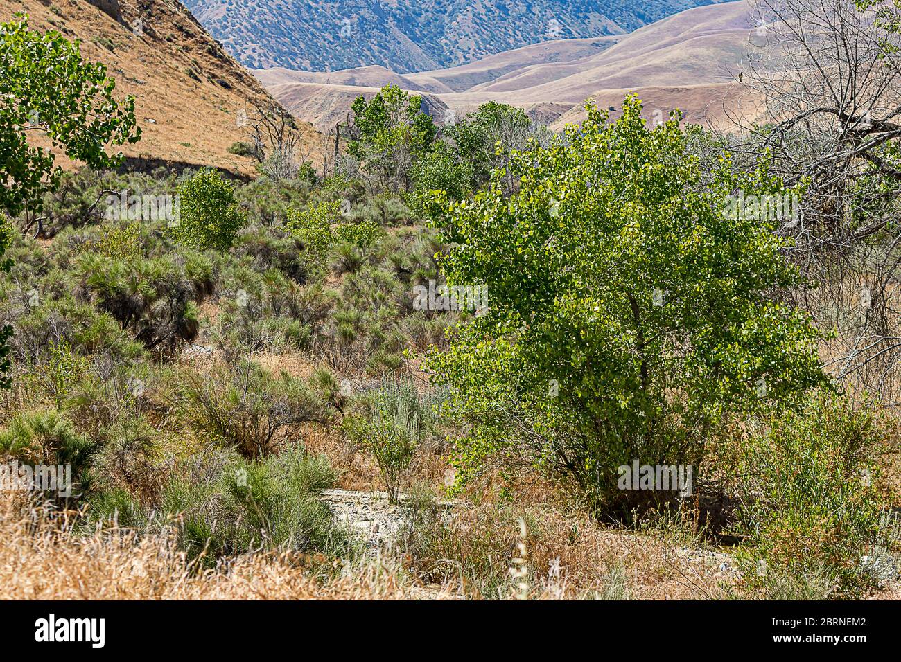 strati di terreno in un deserto di macchia con colline ondulate, e montagne lontane Foto Stock