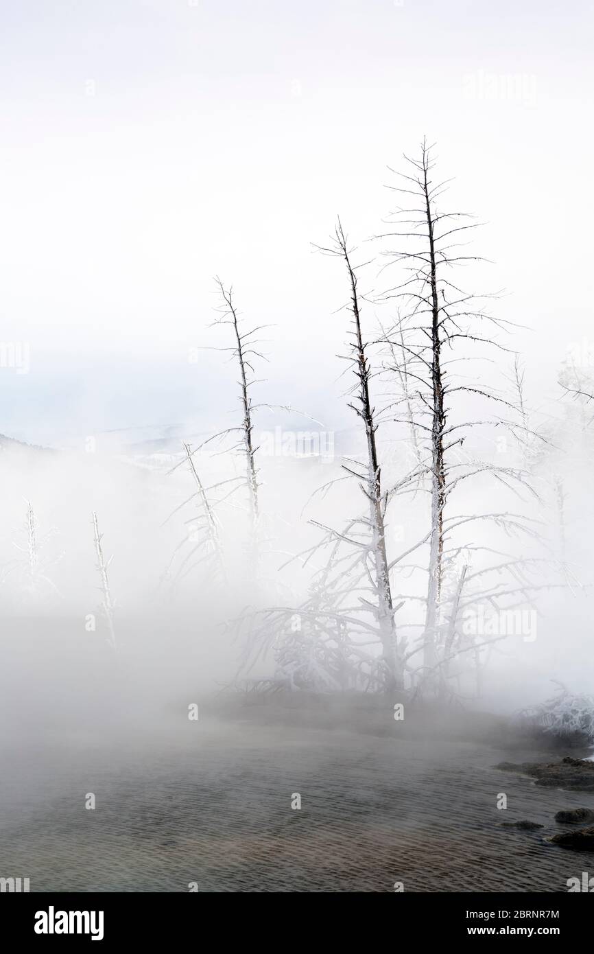 WY04605-00...WYOMING - alberi di ghiaccio vicino ad una piscina termale calda sulla terrazza principale alle sorgenti termali di Mammoth nel Parco Nazionale di Yellowstone. Foto Stock