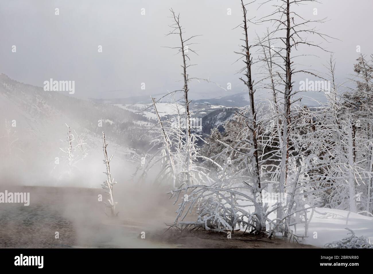 WY04606-00...WYOMING - alberi di ghiaccio vicino ad una piscina termale calda sulla terrazza principale alle sorgenti termali di Mammoth nel Parco Nazionale di Yellowstone. Foto Stock