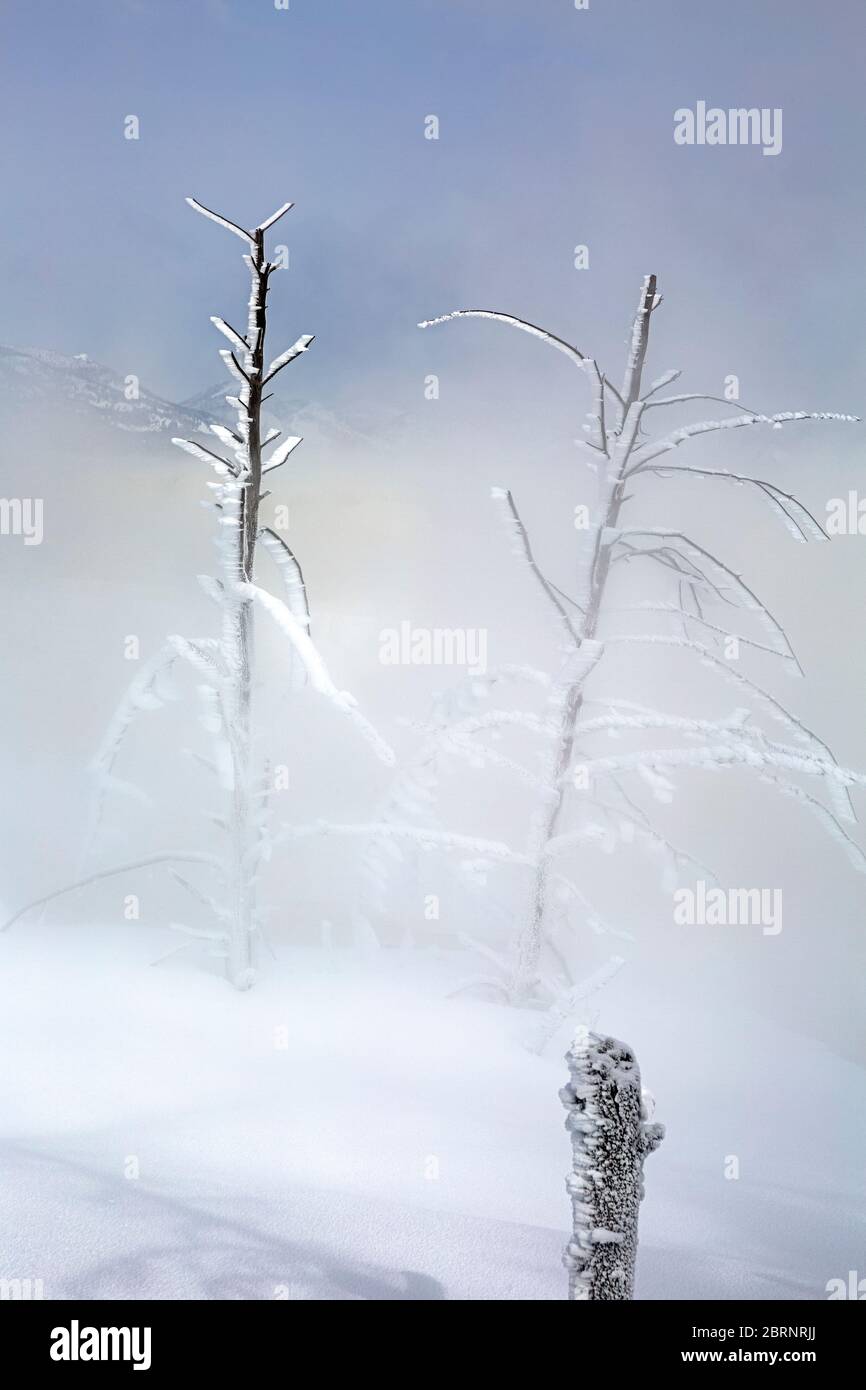 WY04611-00...WYOMING - vapore dalle sorgenti di Canary Spring che si trasforma in nebbia in una mattina fresca alle sorgenti termali di Mammoth nel Parco Nazionale di Yellowstone. Foto Stock