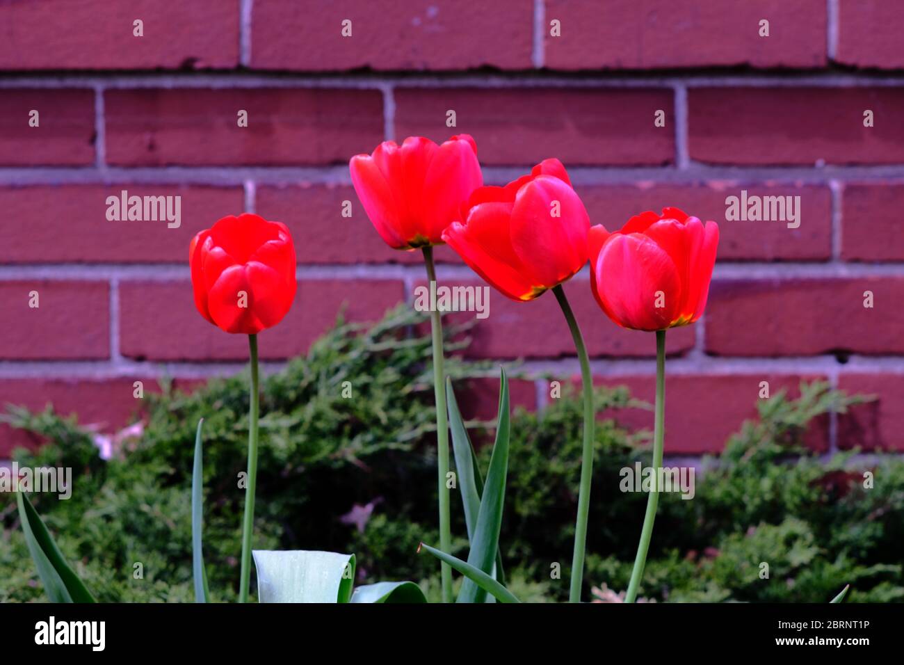 Splendidi tulipani rossi luminosi contro mattoni rossi in un giardino Glebe locale in un bel pomeriggio di primavera soleggiata a Ottawa, Ontario, Canada. Foto Stock