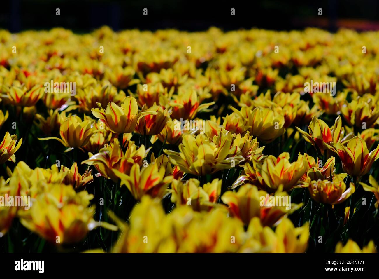 Tulip bed 26 (Monsella cultivar) al COVID-19 annullato (solo online) Canadian Tulip Festival 2020, Ottawa, Ontario, Canada. Foto Stock