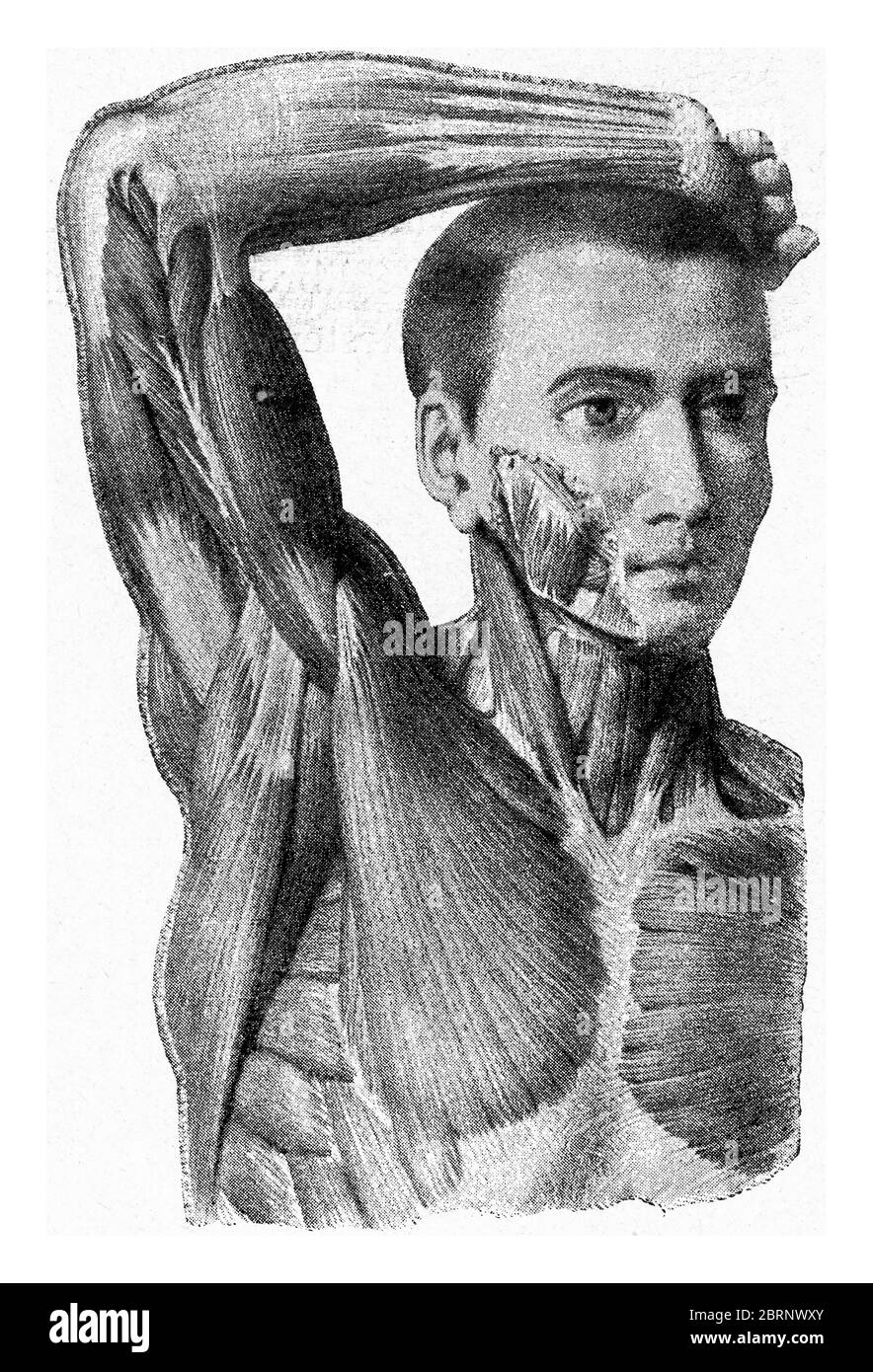 I muscoli del braccio della mano dell'uomo che viene sollevata, immagine vintage incisa. Dall'Universo e dall'umanità, 1910. Foto Stock