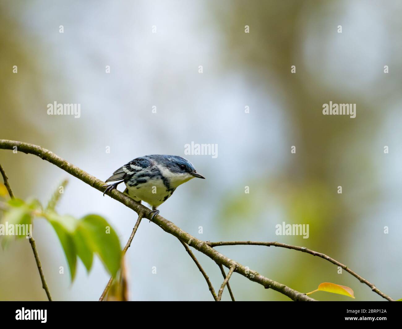 Il guerriere ceruleo, Setophaga cerulea, un migrante neotropico quasi minacciato in Ohio, Stati Uniti Foto Stock