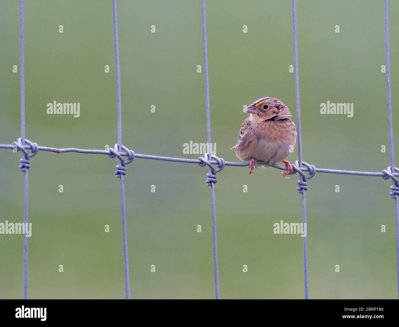 Grasshopper Sparrow, Ammodramus savannarum, su una recinzione nei campi della regione amish, Ohio Foto Stock