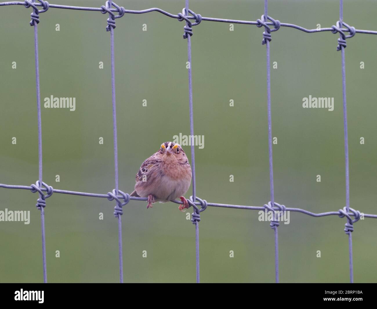 Grasshopper Sparrow, Ammodramus savannarum, su una recinzione nei campi della regione amish, Ohio Foto Stock