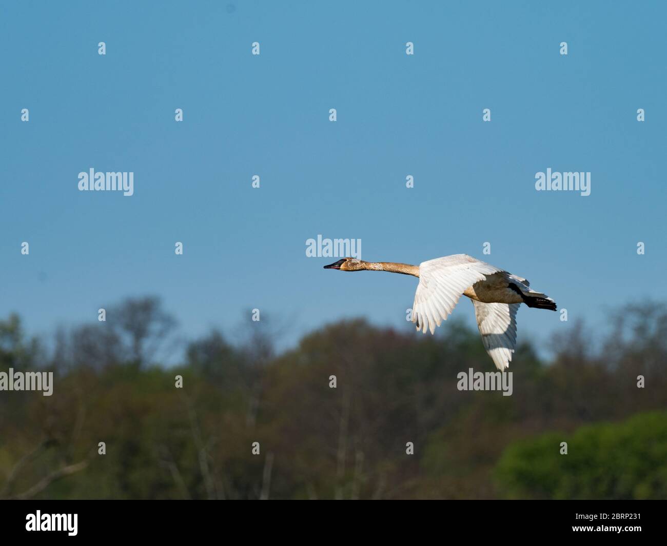 Cigno trombettista, Buccinatore Cygnus, un bel cigno bianco grande trovato a killbuck palude, Ohio Foto Stock