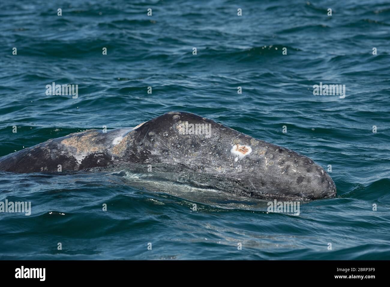 Vitello di balena grigio, Eschrichtius robusta, Laguna di San Ignacio, Baja California sur, Messico; visibili in testa e dietro sono numerosi piccoli barnacles e par Foto Stock