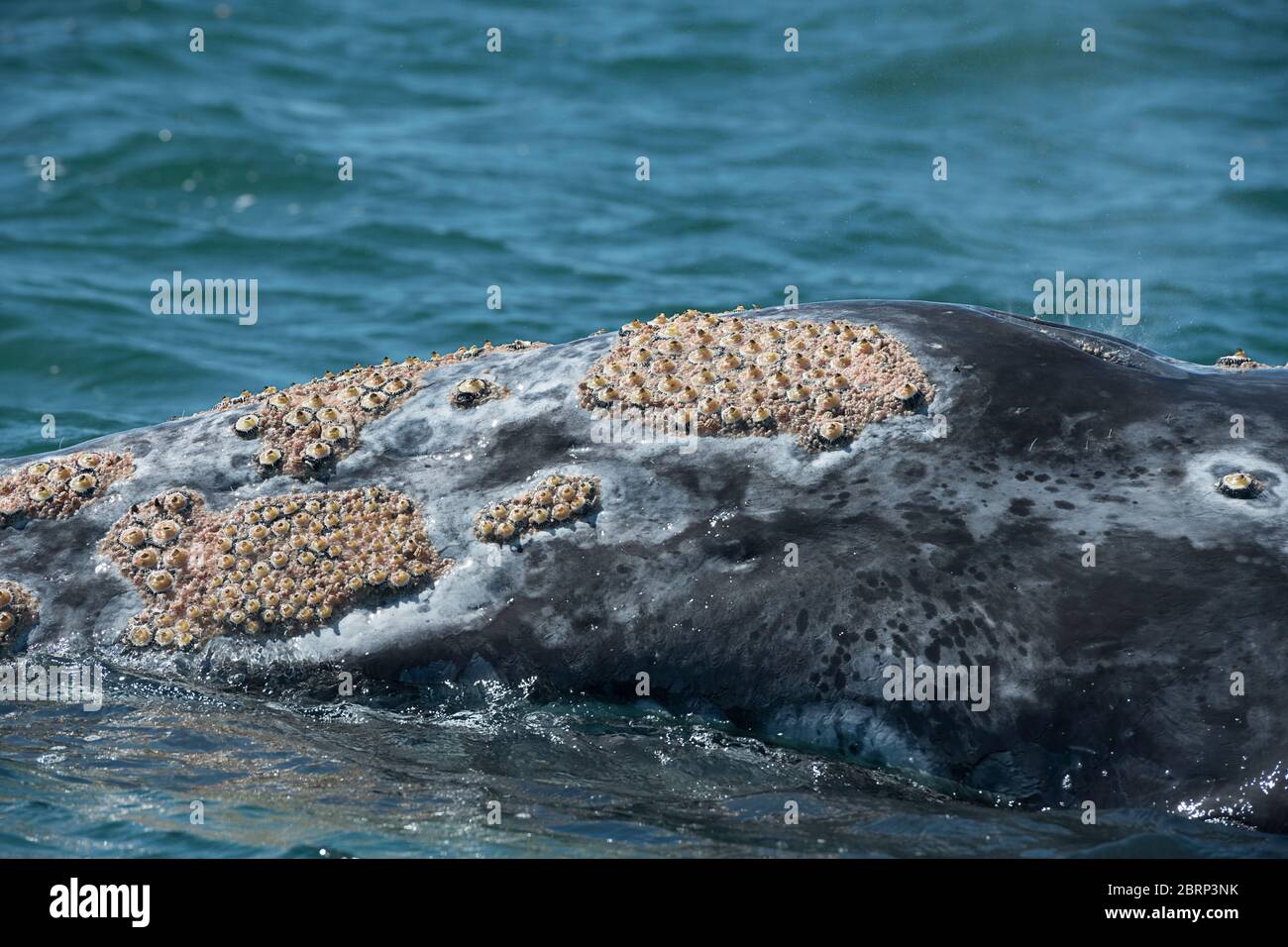 La testa di una balena grigia, Eschrichtius robusta, che si affaccia nella Laguna di San Ignacio, Baja, Messico; è coperta da numerosi barnacoli e pidocchi balena; Foto Stock