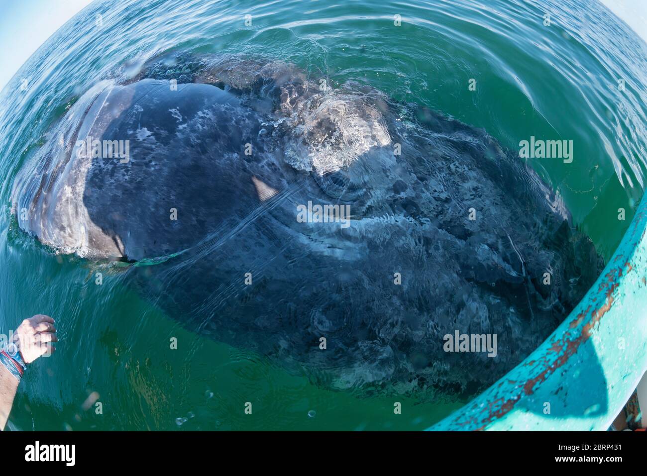Il vitello di balena grigio, Eschrichtius robusta, rotola sopra per guardare in su i visitatori in barca, la Laguna di San Ignacio, la Riserva della Biosfera di El Vizcaino, Baja, Messico Foto Stock