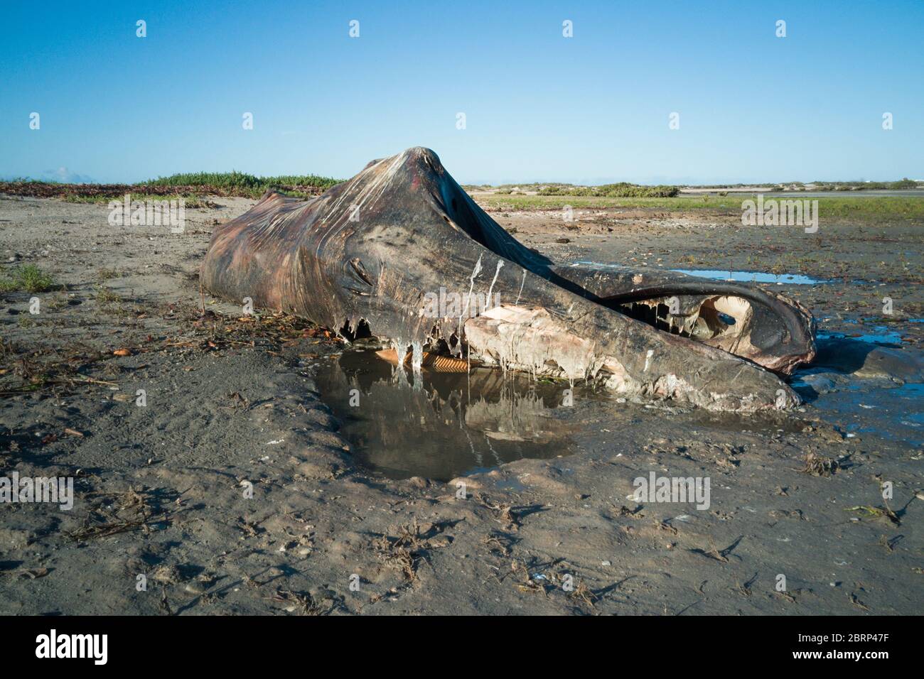 Carcassa decomponente di balena grigia, Eschrichtius robustus, sulle rive della Laguna di San Ignacio, El Vizcaino Riserva della Biosfera, Baja California sur, Messico Foto Stock