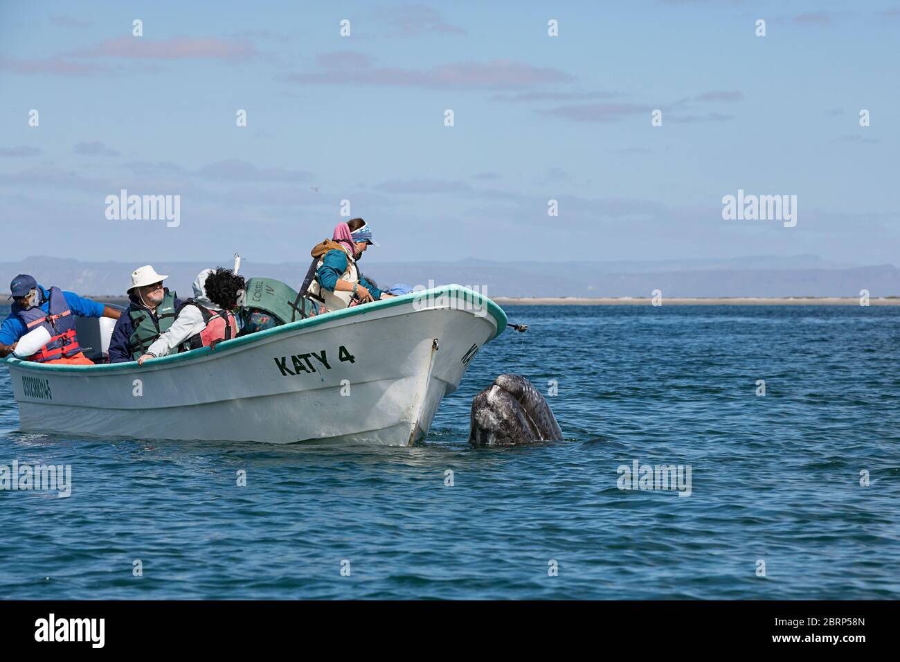 Amichevole vitello grigio balena, Eschrichtius Robustus, spyhop vicino a una barca di avvistamento delle balene, Laguna di San Ignacio, El Vizcaino Riserva, Baja, Messico Foto Stock