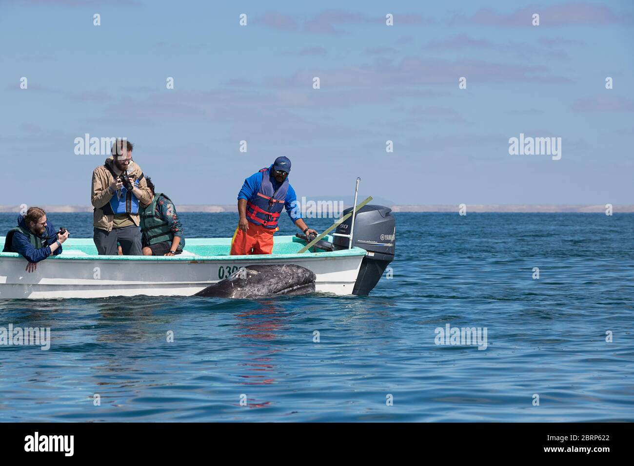 Amichevole vitello grigio balena, Eschrichtius robusta, superfici vicino a una barca di avvistamento delle balene, San Ignacio Laguna, El Vizcaino Riserva, Baja, Messico Foto Stock