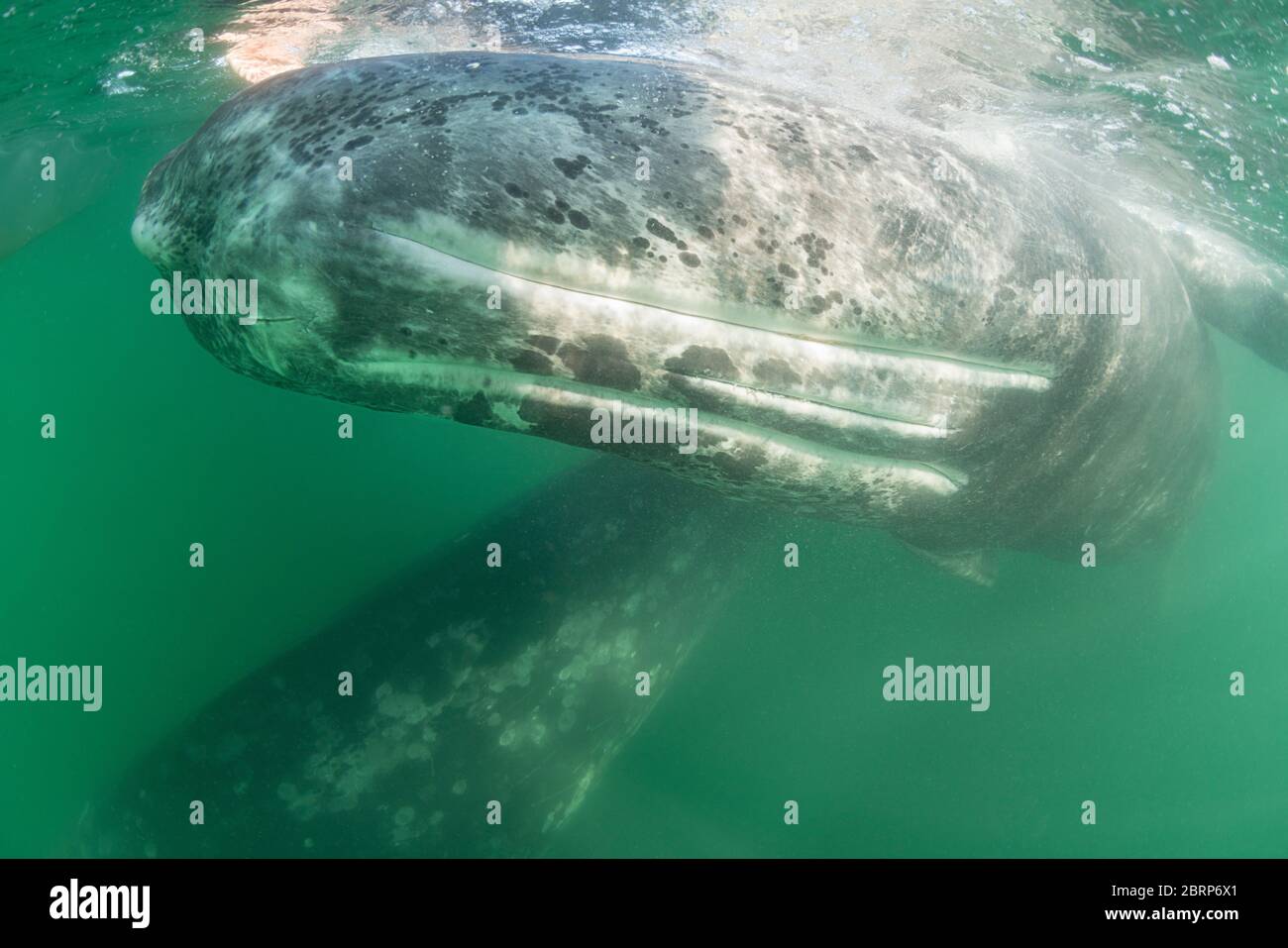 Balene grigie, Eschrichtius robustus, madre (sotto) e vitello (sulla superficie), che mostra pieghe di gola o scanalature di gola sul lato inferiore del vitello, mentre rotola Foto Stock
