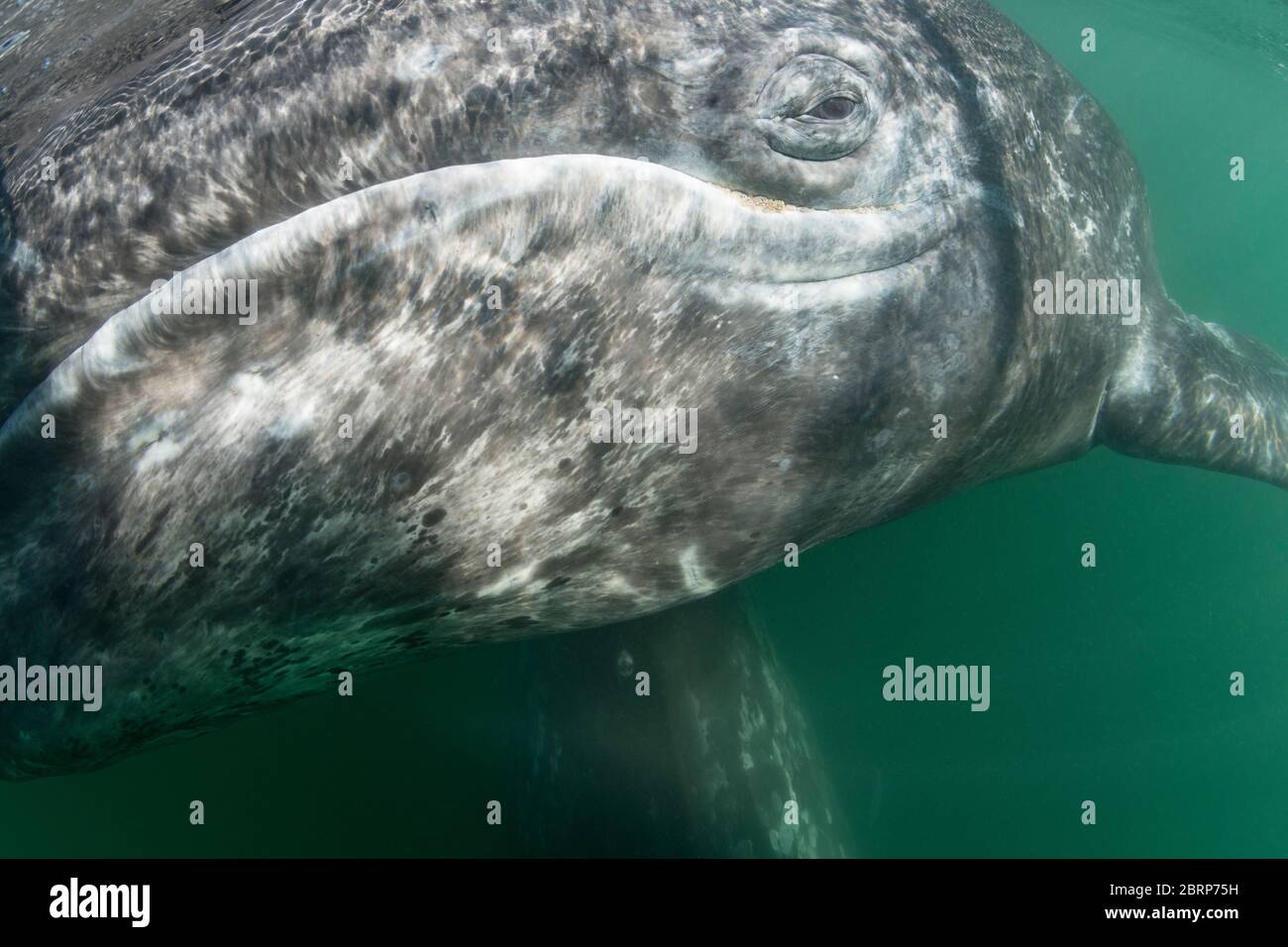 Vitello di balena grigio, Eschrichtius robustus, Laguna di San Ignacio, Baja, Messico; pidocchi di balena (anfibi) sono visibili lungo la mascella inferiore sotto l'occhio Foto Stock