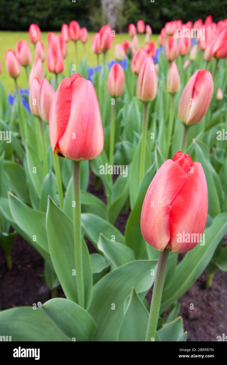 Tulipa 'Parade' fiori in primavera ai giardini Keukenhof, nei Paesi Bassi. Tulipani ibridi Darwin. Foto Stock