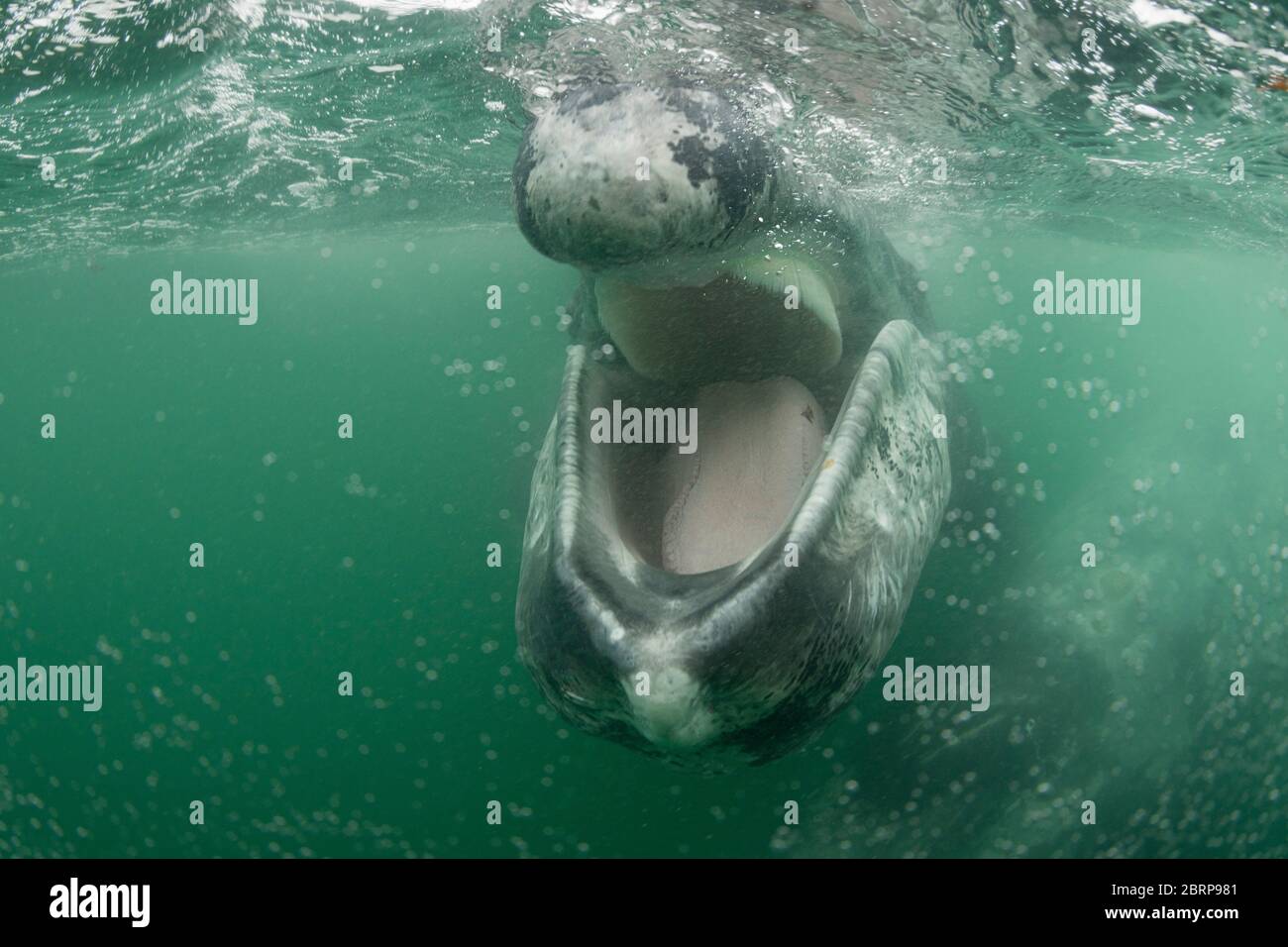 Amichevole vitello grigio balena, Eschrichtius robusta, si avvicina alla fotocamera con bocca aperta, lingua rivelante sul pavimento della mascella inferiore e frangia di ha baleen Foto Stock