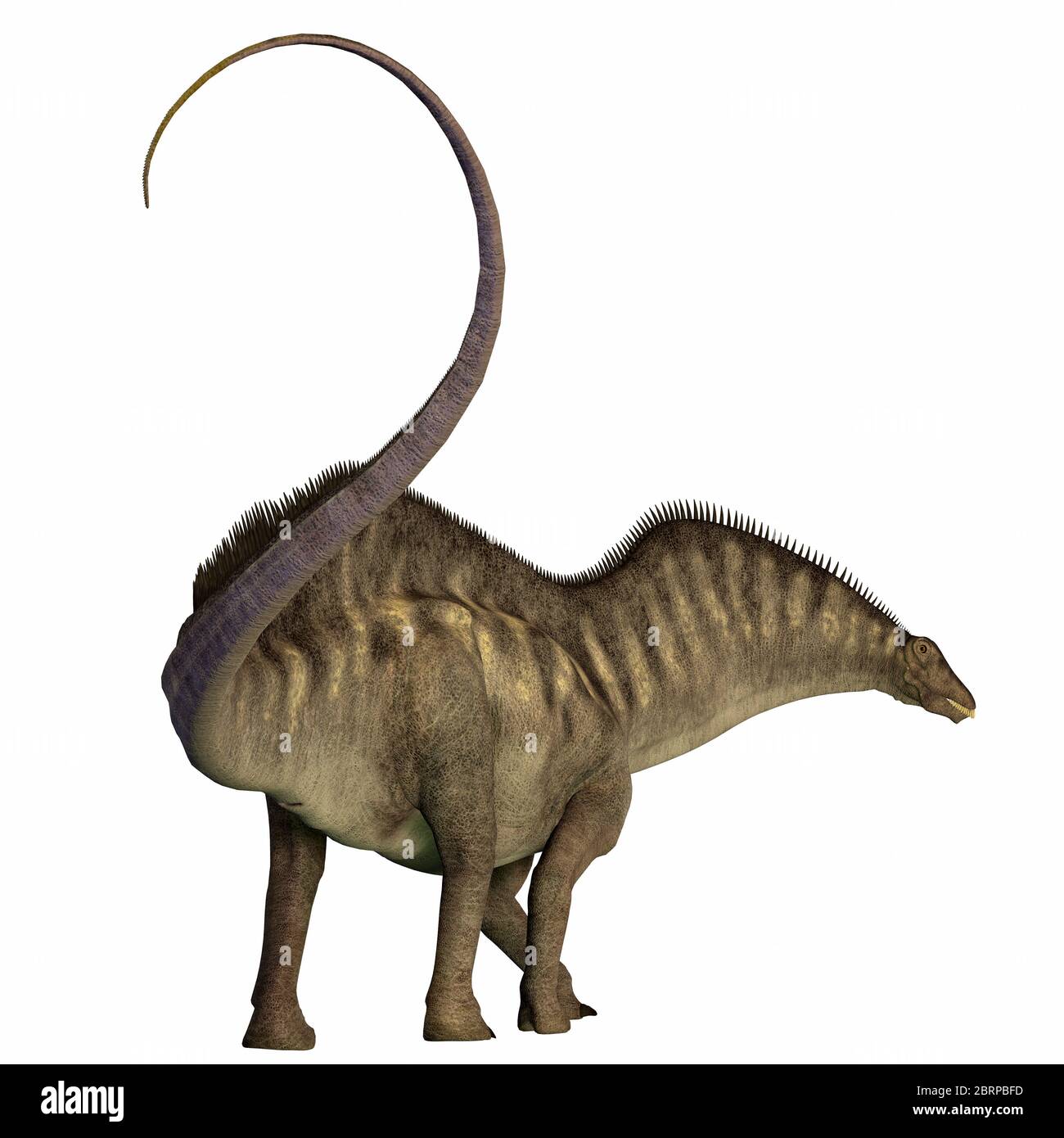 Amargasaurus era un erbivoro sauropod dinosaur che ha vissuto in Argentina durante il Cretaceo era. Foto Stock
