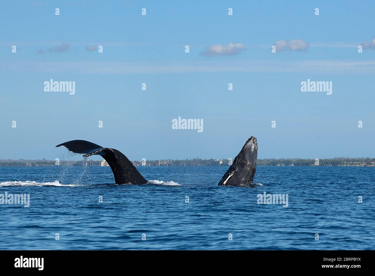 Megattere balena, Megaptera novaeangliae, allevamento di polpacci come immersioni madre, Kihei, Maui, Hawaii, Hawaii Humpback Whale National Marine Sanctuary, USA ( CE Foto Stock