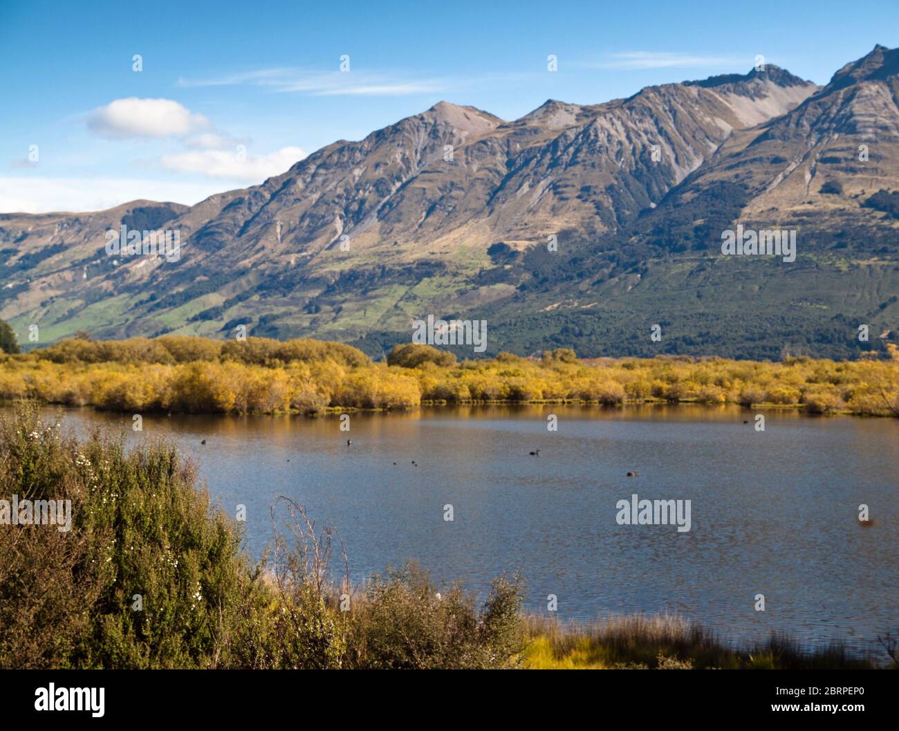 Cigni neri (Cygnus atratus) sulla Laguna di Glenorchy sotto le montagne di Humboldt, Otago, Isola del Sud, Nuova Zelanda Foto Stock