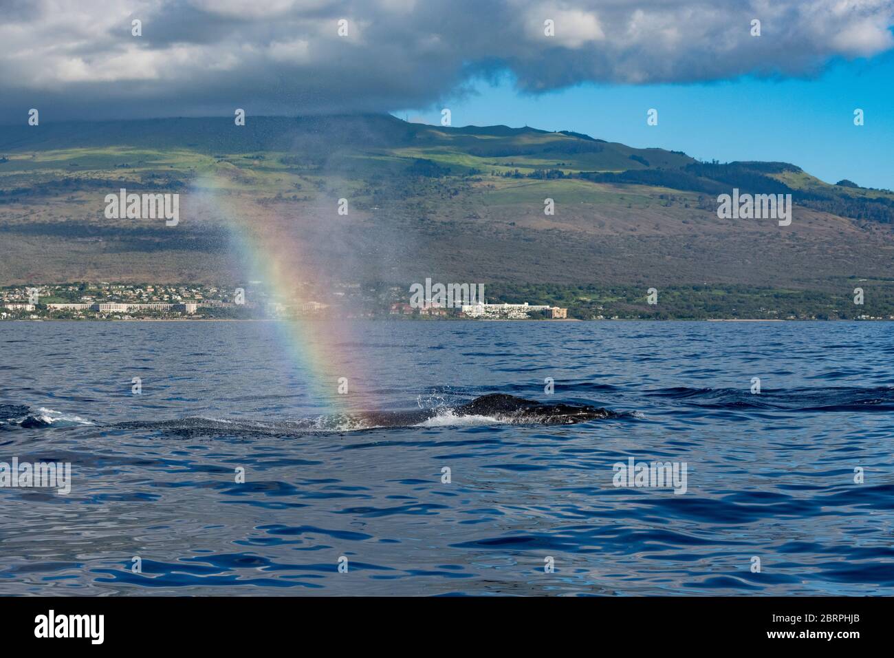 Il beccuccio o il colpo da una balena di ritorno, Megaptera novaeangliae, è sospeso nell'aria, rifrangendo un arcobaleno o una balena, Kihei, Maui, Hawaii, Hawai Foto Stock