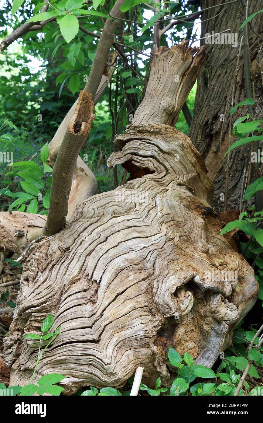 Una scena boschiva con linea ondulata nella corteccia di un albero caduto Foto Stock