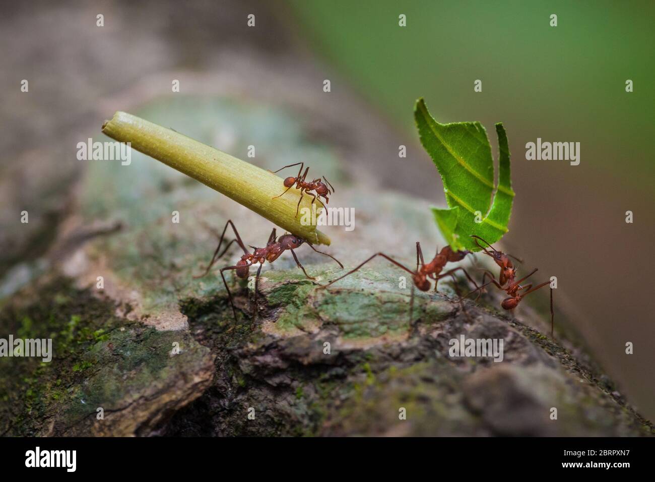 Formiche tagliafuoco, atta cephalotes, nella lussureggiante foresta pluviale del parco nazionale di Soberania, Repubblica di Panama, America centrale. Foto Stock