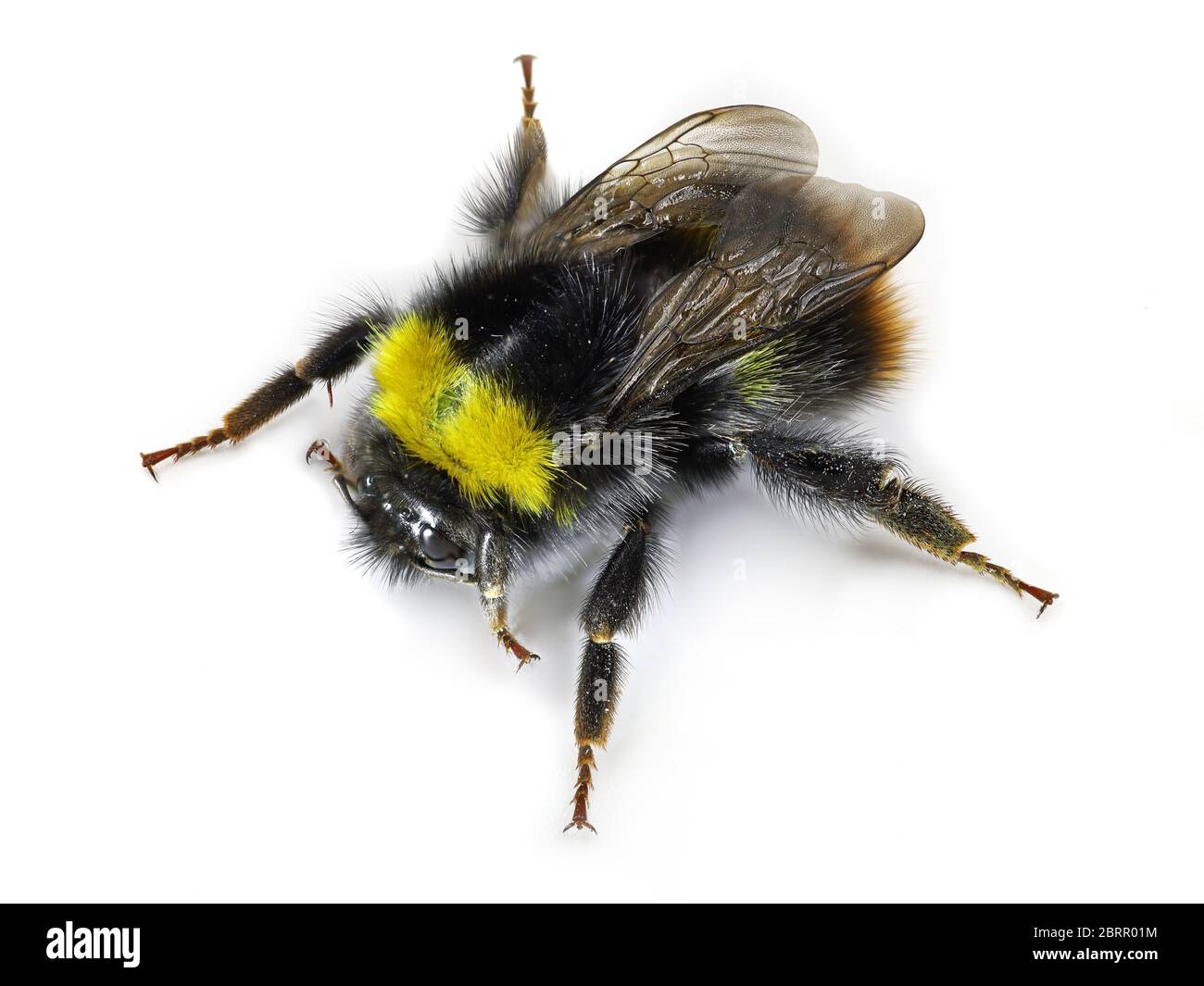 vista dall'alto del bumblebee giallo nero, riprese macro studio, primo piano su sfondo bianco Foto Stock