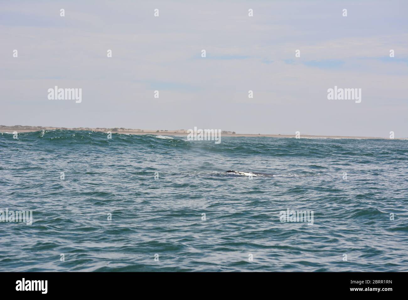 Balene grigie viste nell'Oceano Pacifico da un tour in barca a panga nella Baia di Magdalena, Baja California sur, Messico. Foto Stock