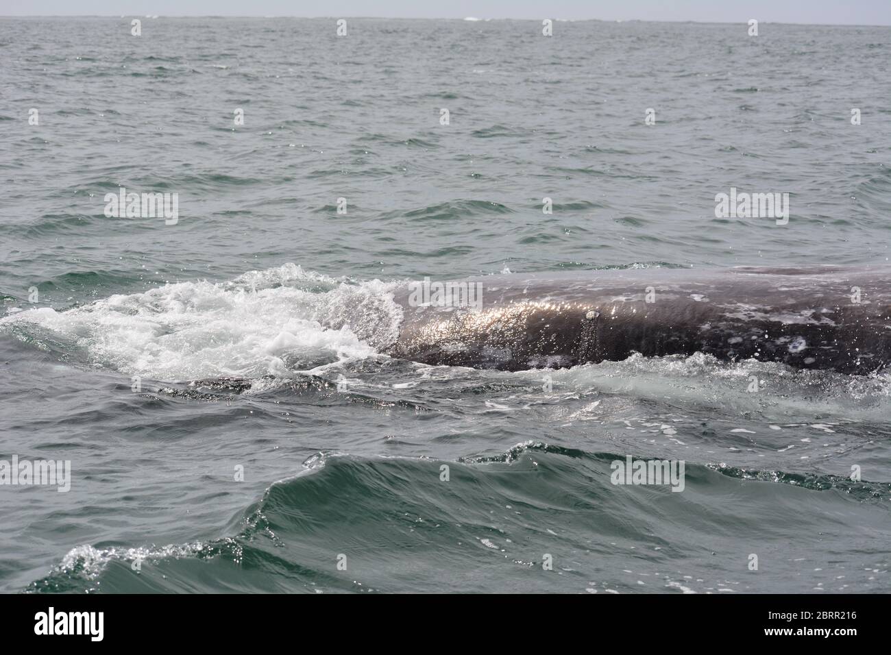 Balene grigie viste nell'Oceano Pacifico da un tour in barca a panga nella Baia di Magdalena, Baja California sur, Messico. Foto Stock