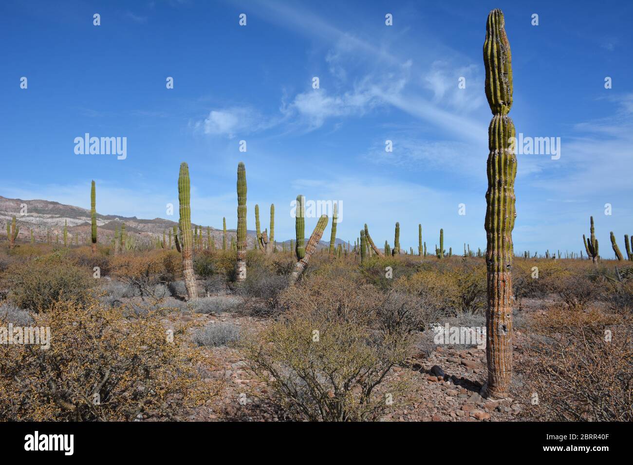 Alto cactus cardon messicano selvaggio visto crescere in macchia su un tratto remoto di costa a sud di Loreto, Baja California sur, Messico. Foto Stock