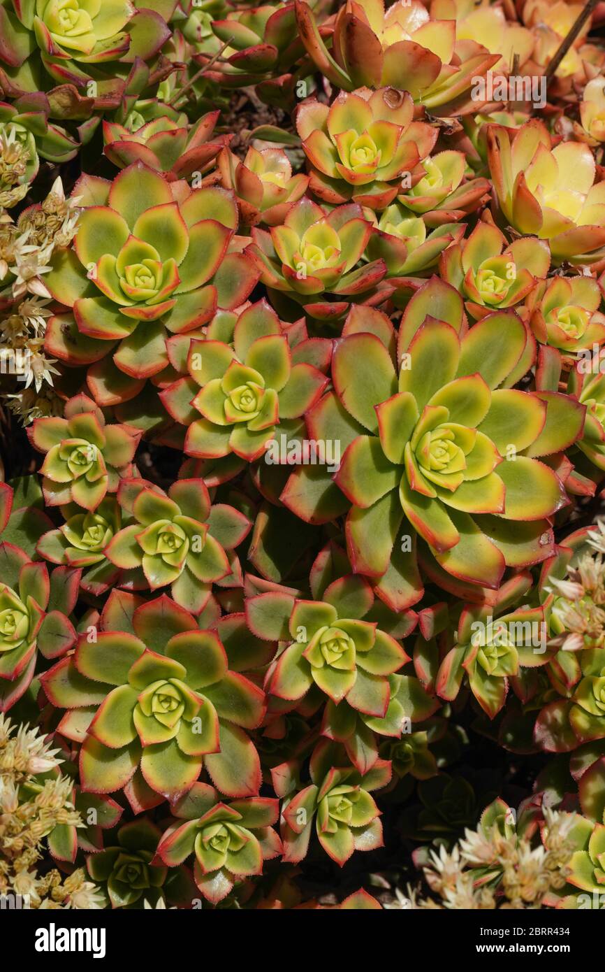 Primo piano di un grande arbusto di Aeonium kiwi che è cresciuto come la pianta si dirama e aggiunge nuovi cuccioli. Rosette carnose colorate compongono la pianta -verde, rosso. Foto Stock