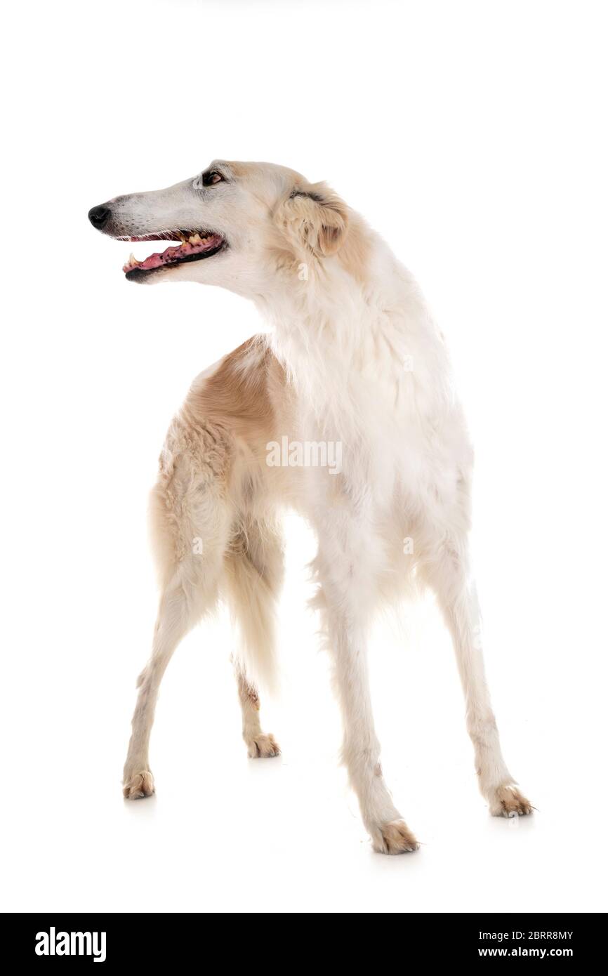 Cane bianco davanti a uno sfondo bianco Foto Stock
