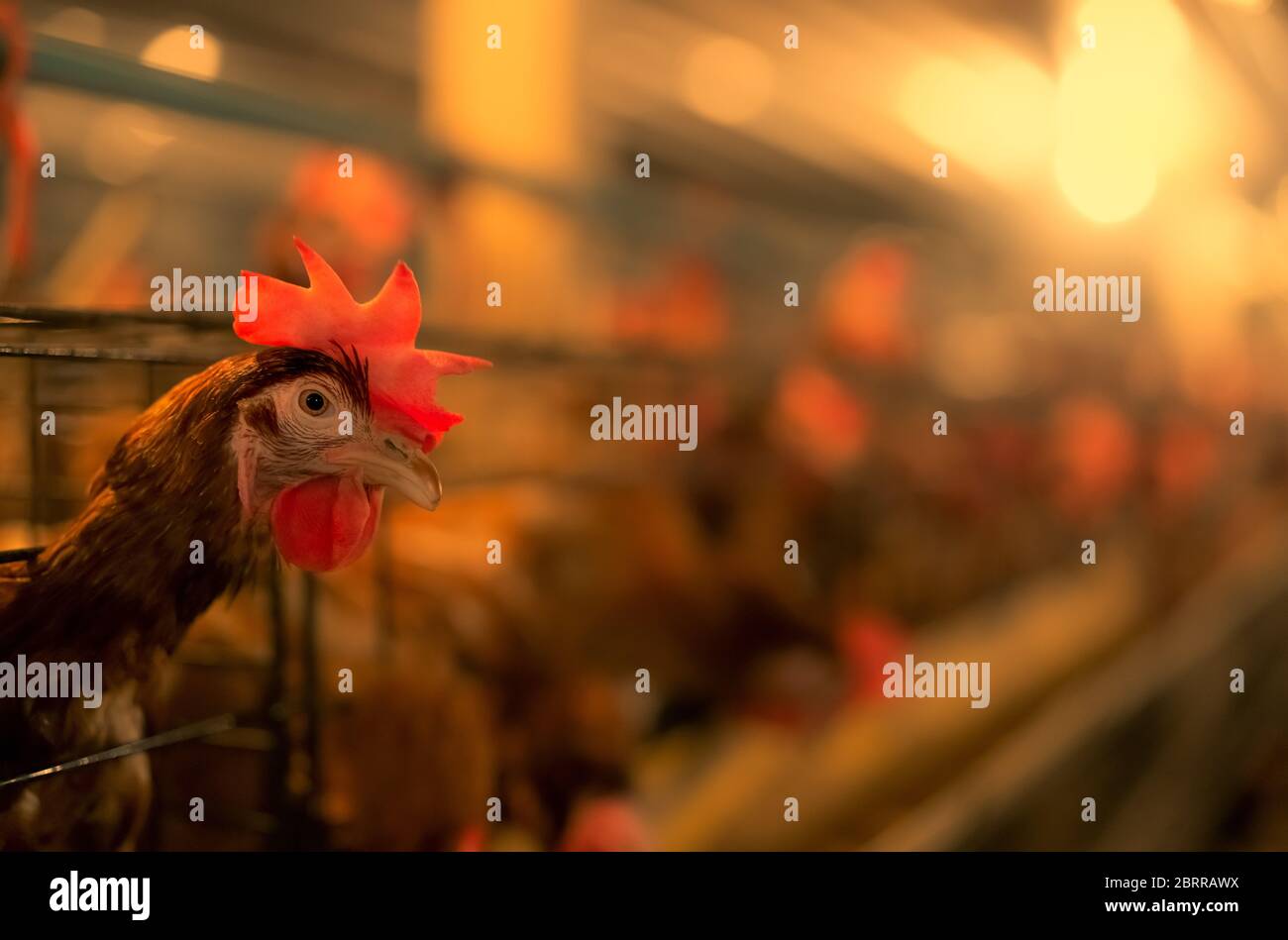 Fattoria di pollo. Uovo di pollo di posa in gabbie. Galline commerciali di allevamento del pollame. Galline ovaiole allevamento di bestiame. Intensivo di allevamento del pollame in stretta sistemi. Uovo Foto Stock