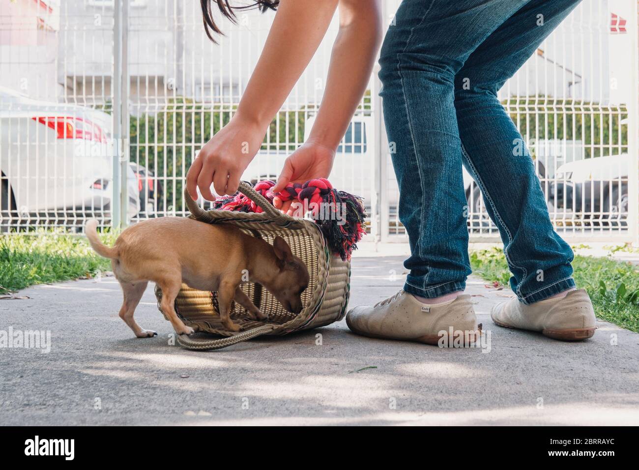 Il piccolo cane chihuahua entra in una borsa all'interno di un piccolo cortile di una casa messicana Foto Stock