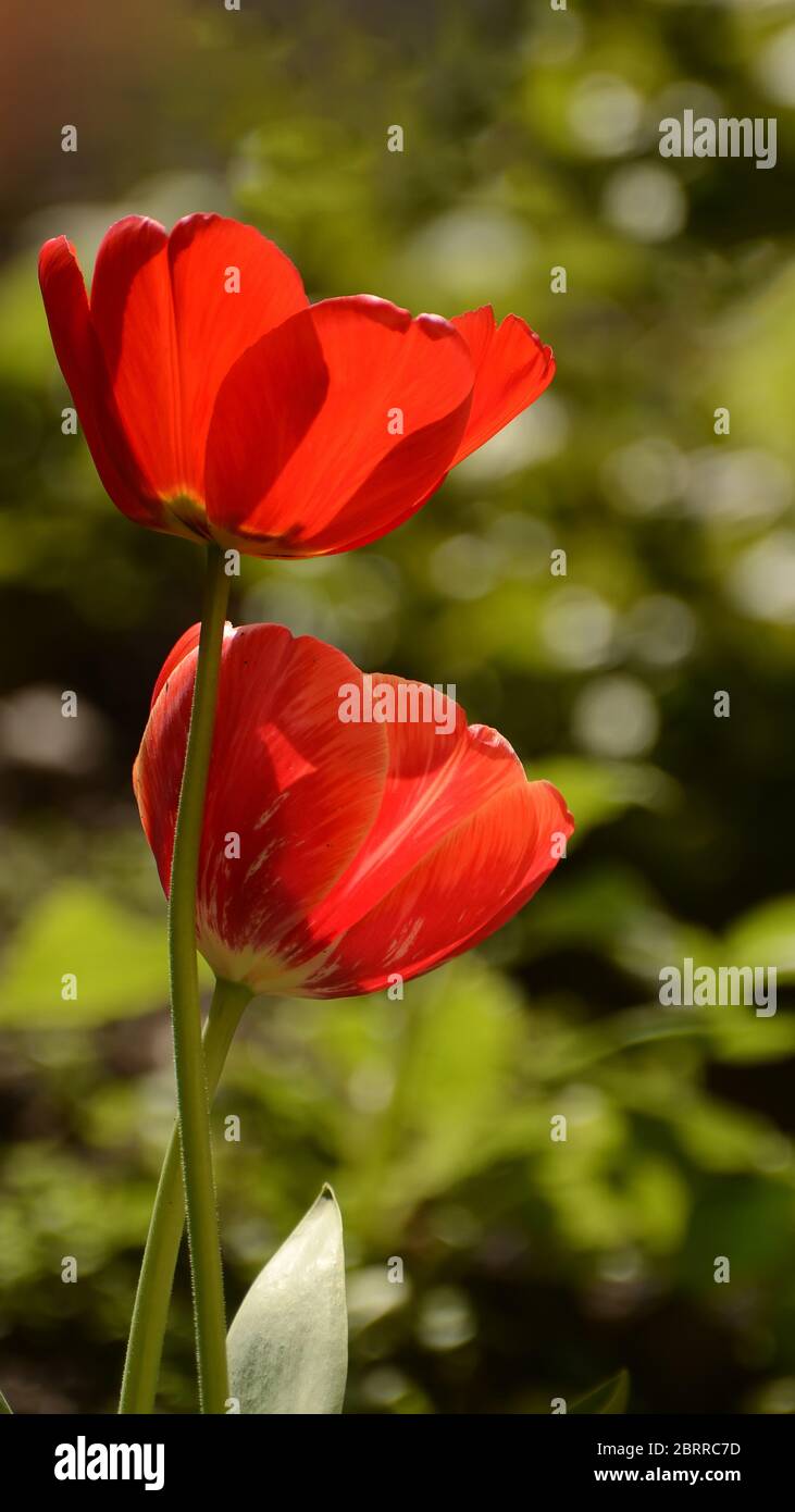 Foto di tulipani in formato verticale su un letto di fiori. Foto Stock