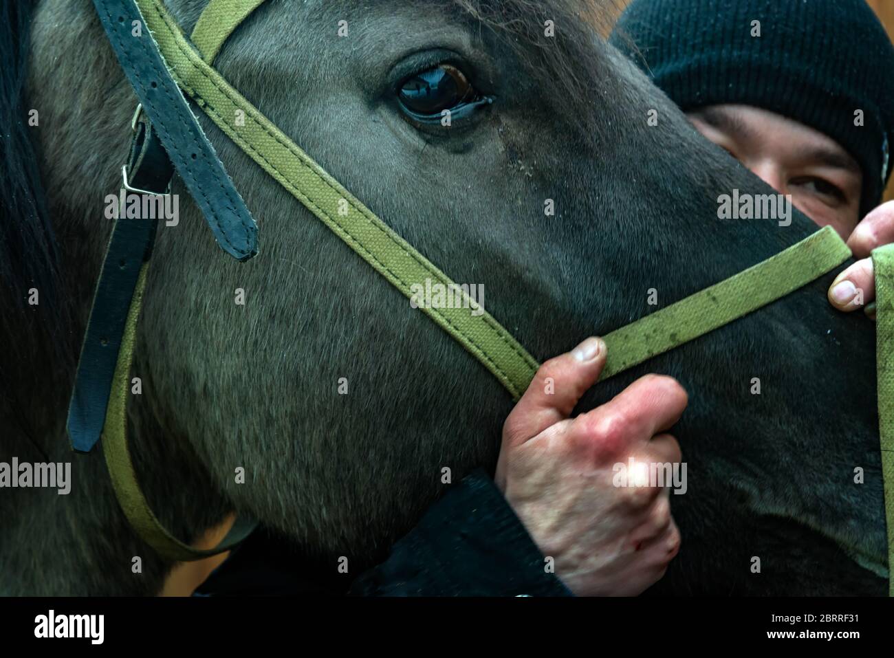 cavallo e fantino. Giovane fantino e i suoi cavalli. Amore animale. Amore cavallo. Bel cavallo. Cavallo Bashkir, Curlie Bashkir a Ufa, Bashkortostan, Russia. Foto Stock