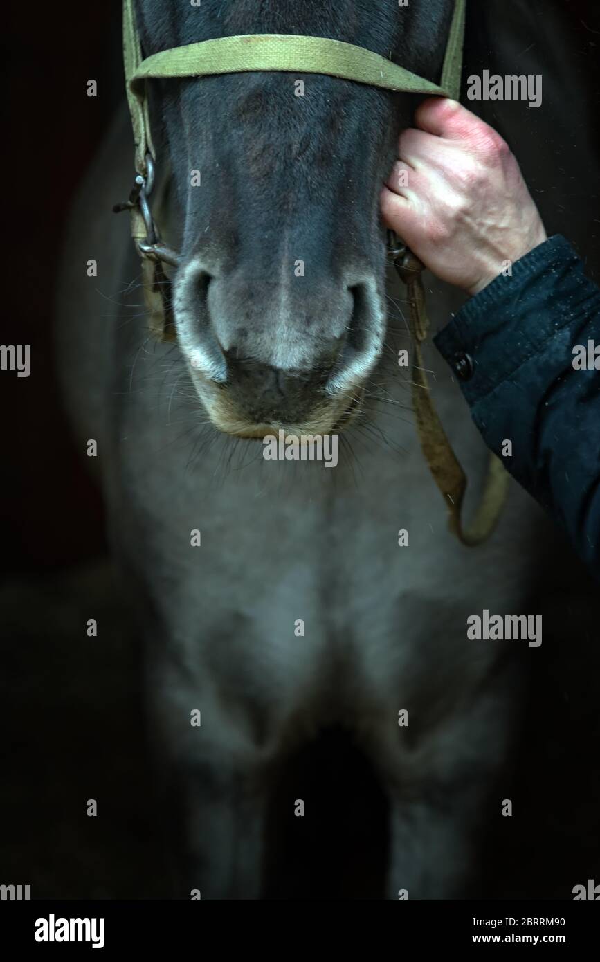 Cavallo Bashkir, Curlie Bashkir a Ufa, Bashkortostan, Russia. Primo piano di un cavallo. Cavallo in mano Foto Stock