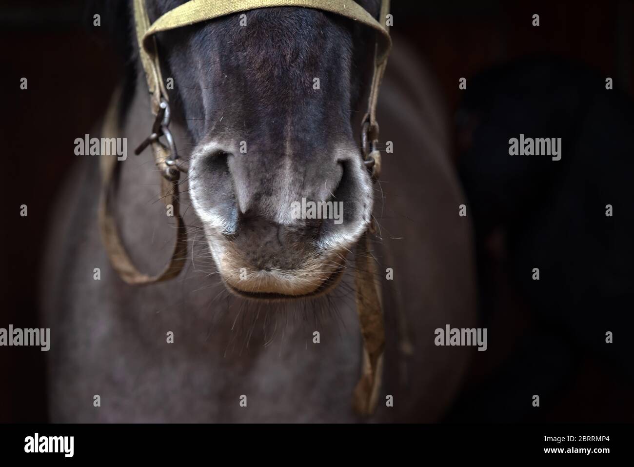 Cavallo Bashkir, Curlie Bashkir a Ufa, Bashkortostan, Russia. Primo piano di un cavallo. Cavallo in mano Foto Stock