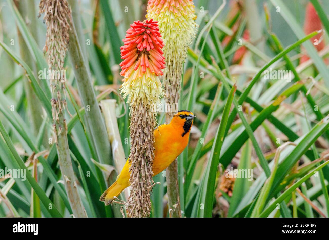 Un maschio migrante Oriole Bullock perch su un fiore rosso di una pianta di poker caldo, nome scientifico Kniphofia, in un giardino di comunità a Redmond, Washington. Foto Stock