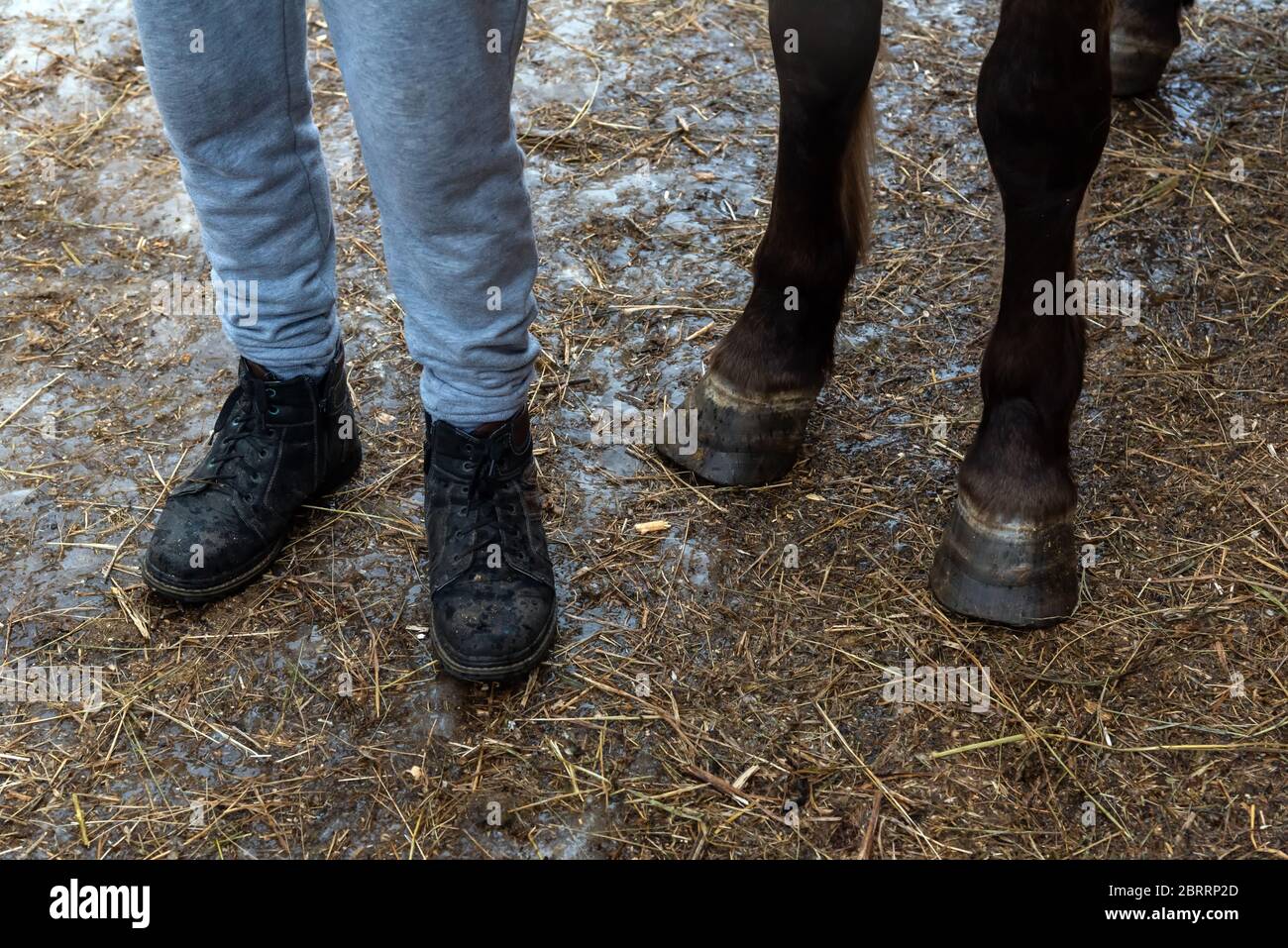 Gambe e piedi dell'uomo e del cavallo. Cavallo Bashkir, Foto Stock