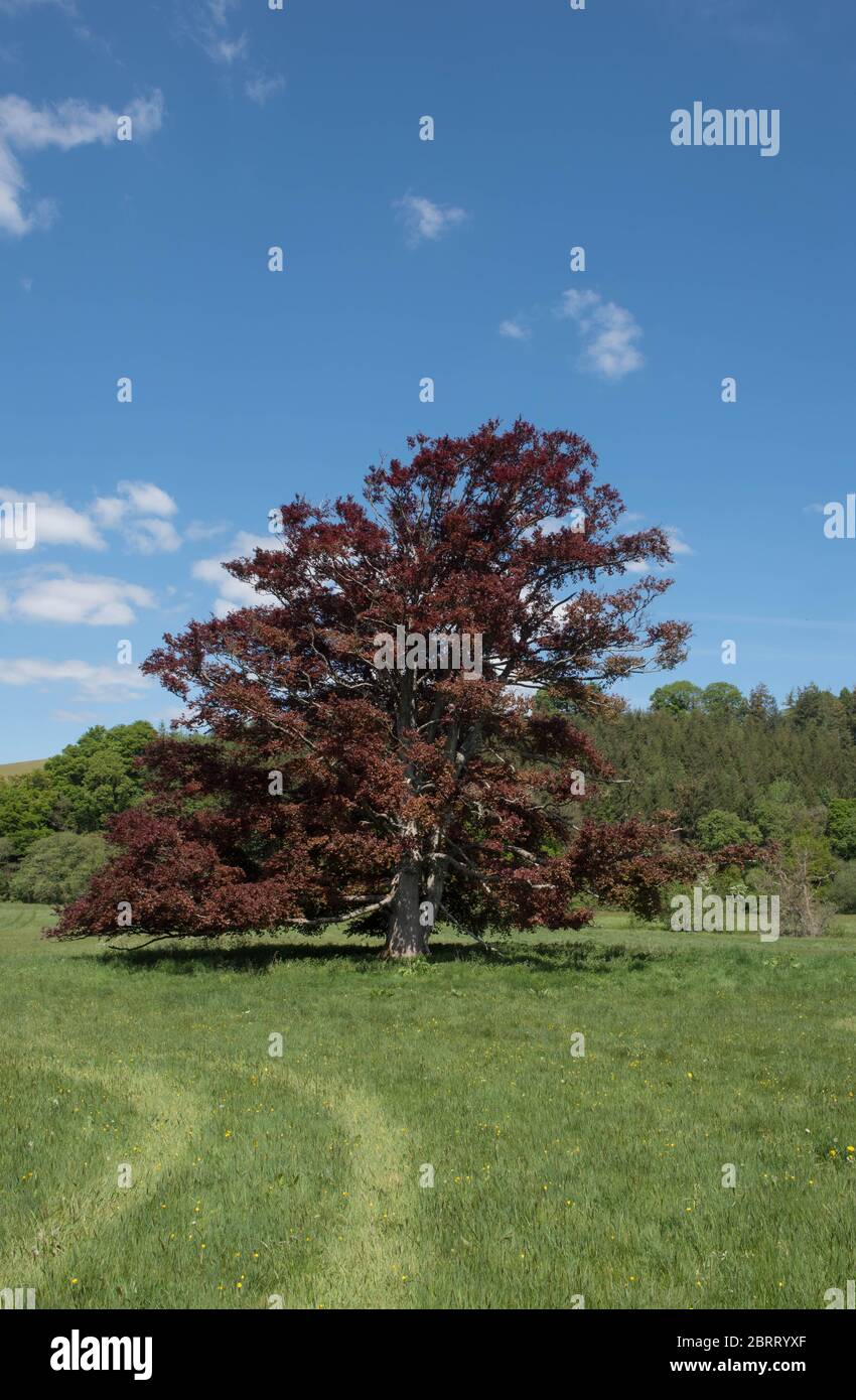 Primavera Foliage di un antico albero di rame faggio (Fagus sylvatica purpurea) che cresce in un campo in una campagna Paesaggio e un luminoso cielo blu Backgrou Foto Stock