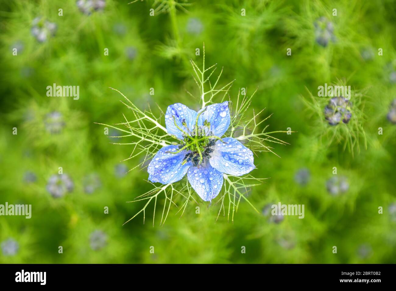 Love-in-a-Mist, Nigella Foto Stock