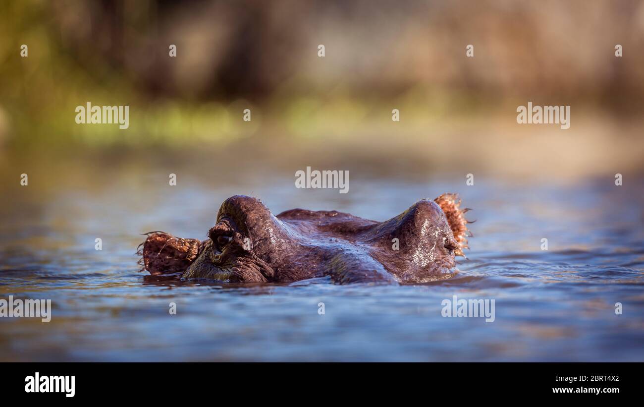 Ippopotamo testa in superficie nel Parco Nazionale Kruger, Sudafrica ; specie Hippopotamus anfibio famiglia di Hippopotamidae Foto Stock