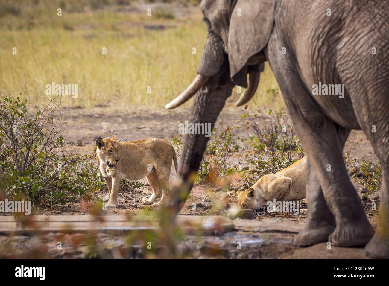 Elefante afoso africano e due leonesse nello stesso stagno nel Parco Nazionale Kruger, Sudafrica; specie Loxodonta africana famiglia di Elefantidi Foto Stock