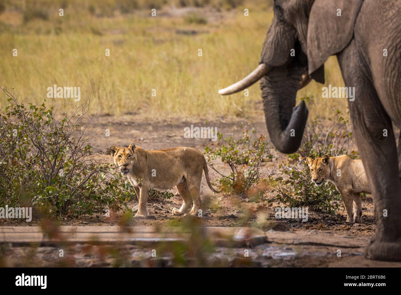 Elefante afoso africano e due leonesse nello stesso stagno nel Parco Nazionale Kruger, Sudafrica; specie Loxodonta africana famiglia di Elefantidi Foto Stock