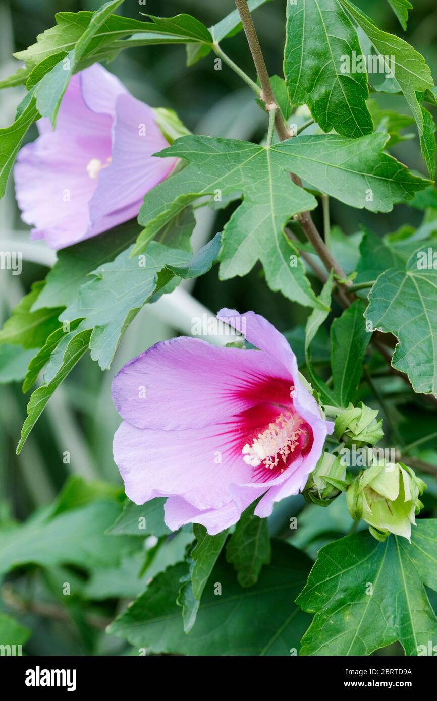 Fiori rosa di Hibiscus resi di mezza norma. Conosciuto anche come arbusti Mallow, Rose Mallow e Rose of Sharon Foto Stock